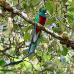 Mike Bartons Coast to Coast in Costa Rica was to be the second in the 2020 Travelers Journal series this week. The series was canceled amid concerns of public gatherings with the pandemic outbreak of the COVID-19 coronavirus. Photo by Oliver Acosta