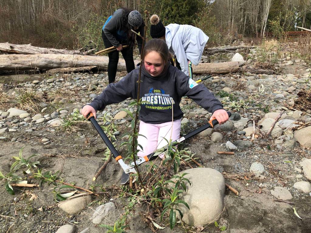 Ariana Beauregard helps clear some invasive plants at Railroad Bridge Park. Photo by Teresa Iversen