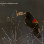 Kathrin Swobodas photo of a Red-winged Blackbird is the grand prize winner of the 2019 Audubon Photography Awards, to be on digital display through the City of Sequims website starting April 3. Submitted photo