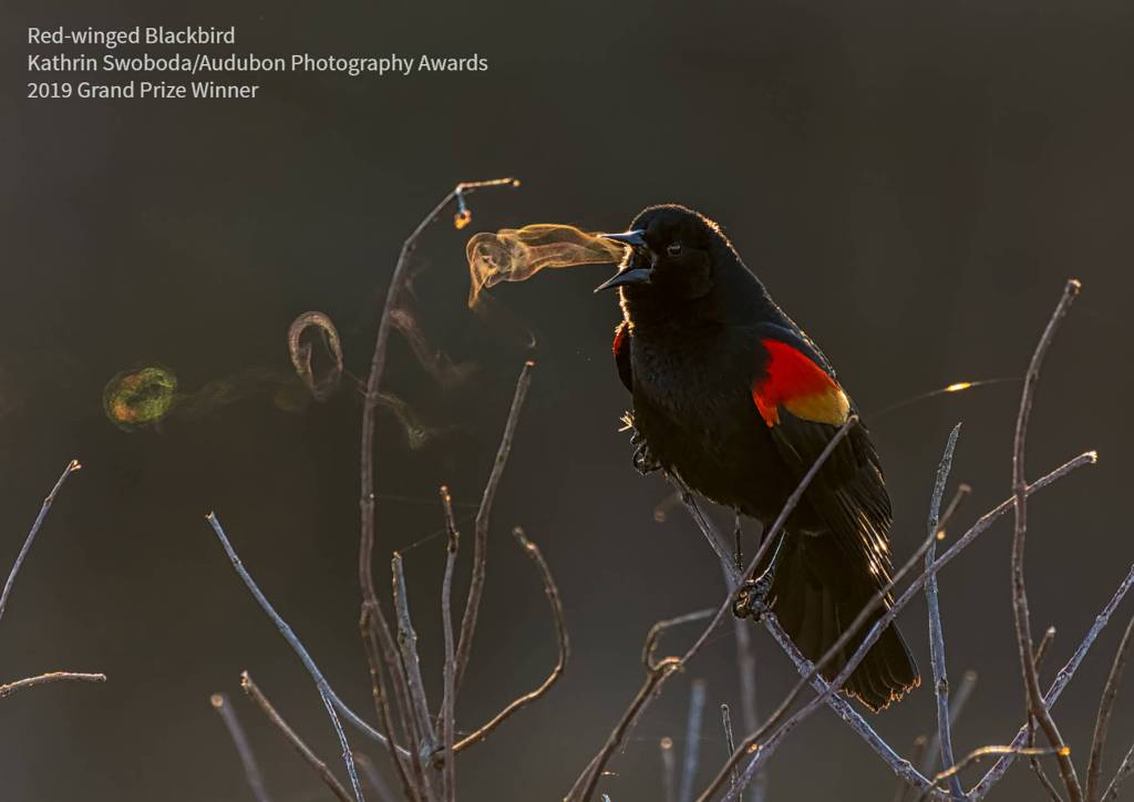 Kathrin Swobodas photo of a Red-winged Blackbird is the grand prize winner of the 2019 Audubon Photography Awards, to be on digital display through the City of Sequims website starting April 3. Submitted photo