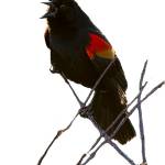 Audubon photo exhibit on ‘digital display’ in Sequim