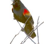 Audubon photo exhibit on ‘digital display’ in Sequim