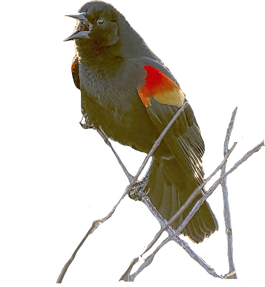 Audubon photo exhibit on ‘digital display’ in Sequim