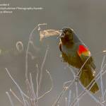 Audubon photo exhibit on ‘digital display’ in Sequim