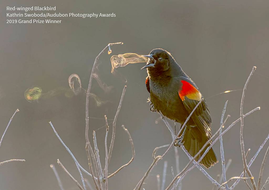 Audubon photo exhibit on ‘digital display’ in Sequim