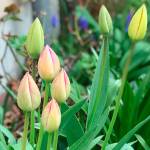 Get It Growing: April in the garden