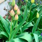 Look to prioritize a flurry of projects this April in your garden. Photo by Sandy Cortez