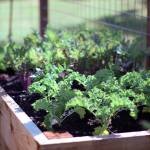 Get It Growing: Evaluating microclimates