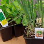 Get It Growing: Heat up your garden