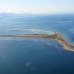 Above, due to Stay at Home mandates, trapping for the invasive European green crab is on hold across the state including the Dungeness Spit and in Neah Bay. Sequim Gazette photo by Matthew Nash                                Left, last year, the Makah Tribe captured its highest total of European green crab but Adrianne Akmajian, a marine ecologist for the Makah Fisheries Management, said they might not begin trapping until May due to concerns for the spread of the coronavirus. Photo courtesy of Adrianne Akmajian