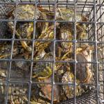 Left, last year, the Makah Tribe captured its highest total of European green crab but Adrianne Akmajian, a marine ecologist for the Makah Fisheries Management, said they might not begin trapping until May due to concerns for the spread of the coronavirus. Photo courtesy of Adrianne Akmajian