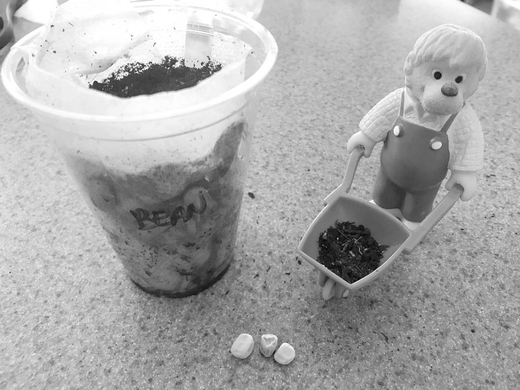 Get It Growing: From seed to plant