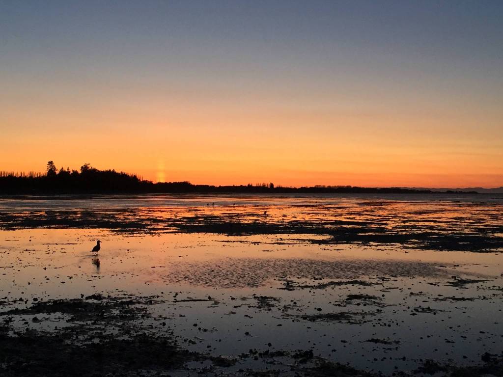Contributor Dann Oppflet caught this scene on April 7 at Jamestown Beach.