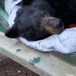 A 2-year-old black bear is darted and transported into the upper Dungeness watershed by wildlife officers on April 11. Photo courtesy of Washington Department of Fish and Wildlife