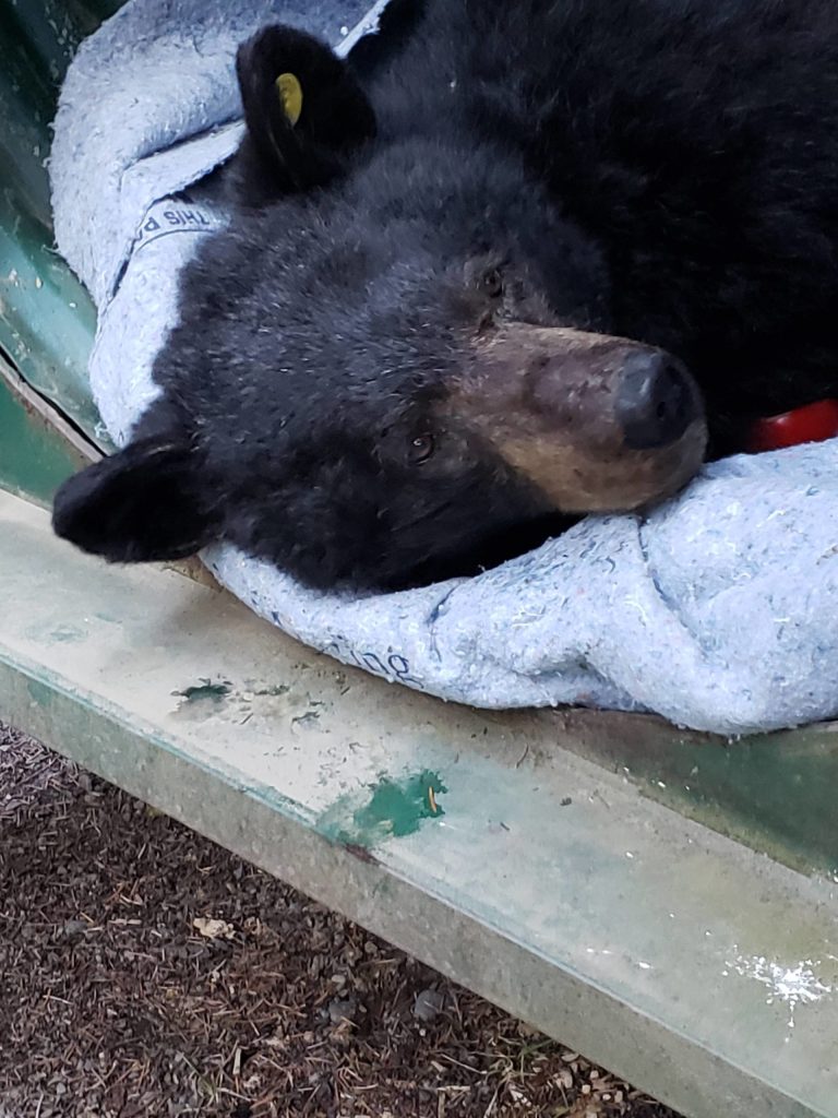 A 2-year-old black bear is darted and transported into the upper Dungeness watershed by wildlife officers on April 11. Photo courtesy of Washington Department of Fish and Wildlife