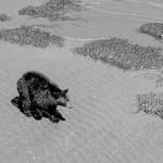 Roaming bear draws attention on Sequim beaches