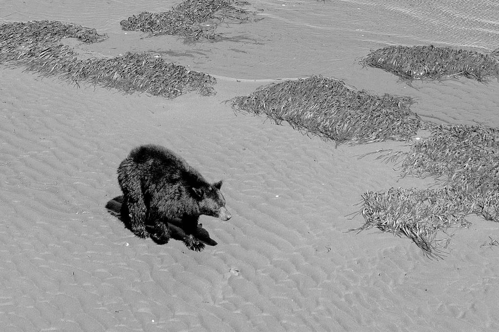 Roaming bear draws attention on Sequim beaches