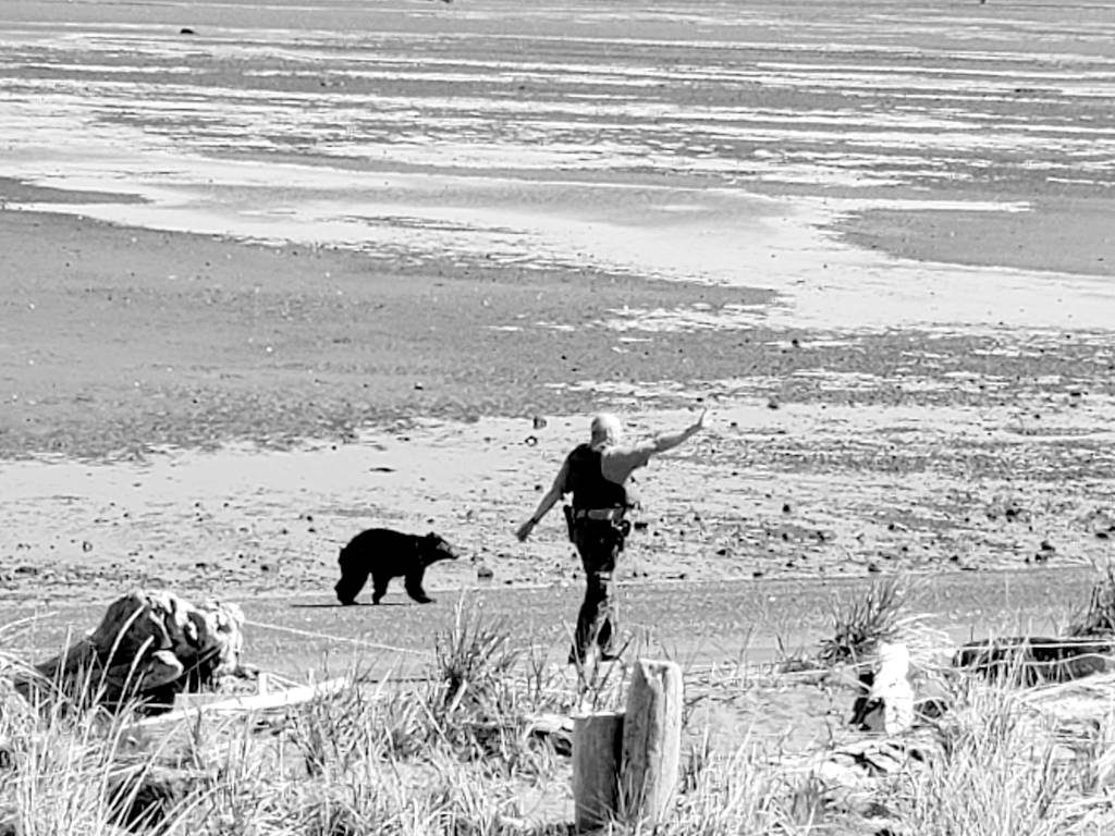 Roaming bear draws attention on Sequim beaches