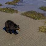 Roaming bear draws attention on Sequim beaches