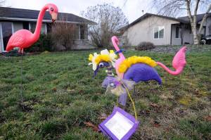 This time of year, flamingos are seen around Sequim as a fundraiser for the high schools graduating class safe and sober party. However, due to COVID-19 limitations and other fundraisers being shut down, class party organizers seek continued support to honor the class of 2020. Sequim Gazette file photo by Michael Dashiell