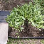 Get It Growing: May is time to get out in the garden!