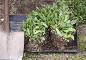 Get It Growing: May is time to get out in the garden!