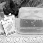 Get It Growing: How to grow microgreens all year ‘round