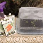 Microgreens can add nutrition, flavor and texture to ones meals. Photo by Sandy Cortez