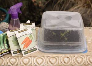 Microgreens can add nutrition, flavor and texture to ones meals. Photo by Sandy Cortez