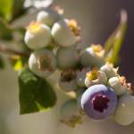 Consider the big rewards of growing small fruits in your garden this year. Photo by Sandy Cortez