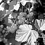 Get It Growing: Thinking outside the usual berry basket with small fruits