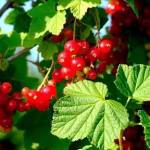 Get It Growing: Thinking outside the usual berry basket with small fruits