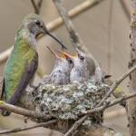 Annas Hummingbird at nest. Photo by Duke Coonrad/Audubon Photography Awards
