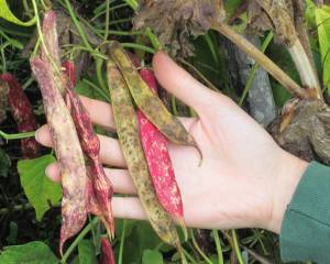 Master Gardener to talk legumes at next virtual presentation