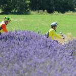 Bike group cancels 2020 Tour de Lavender