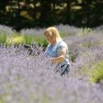 Donna Salo of Kingston continues her tradition of cutting lavender bundles last year at Lost Mountain Lavender, now called Fleurish Lavender of Lost Mountain. Many lavender farmers anticipate opening fields and farm stores in June after regulations are lessened due to COVID-19. Sequim Gazette photo by Matthew Nash