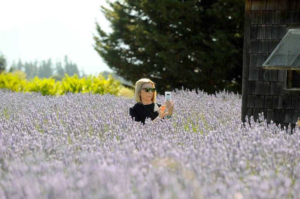 Marguerite Fisher of Kirkland lines up a photo from within the lavender fields at Olympic Lavender Farm in 2019. Farms tentatively open stores and fields back up on June 1 so long as Clallam County continues on its current phased plan under the governors order. Sequim Gazette photo by Matthew Nash