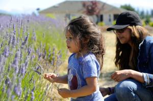 Ava Santana makes a bundle of lavender with her mom Morgan Santana of Gig Harbor at Olympic Lavender Farm in July last year. Many lavender farms look to reopen in June but await Clallam County moving to Phase 2 under the governors orders. Sequim Gazette photo by Matthew Nash