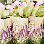 For every $20 gift basket purchased for local healthcare workers, owners of Cedarbrook Lavender Farm will add up to $10 in extra products and deliver the bags. Photo courtesy of Cedarbrook Lavender Farm