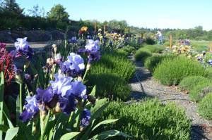 Sequim Gazette photo by Matthew Nash