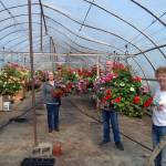 Sequim High School agriculture teachers, from left, Bill McFarlen, Lynette Jenné, and Steve Mahitka, along with Emily Westcott, flower basket coordinator, stand in the City of Sequims greenhouse where more than 130 flower baskets await going on Washington Street on June 1. Basket sponsorship supports the high schools plant sale and the downtown Christmas lights program. Sequim Gazette photo by Matthew Nash