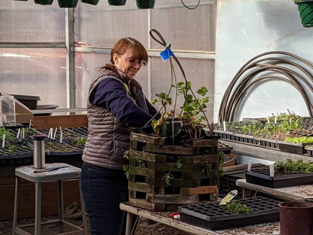 Sequim teacher Kelly Bell helps plant one of 130-plus flower baskets to run along Washington Street from June-October. Students made about 75 baskets prior to school closing and teachers and paraeducators helped make more than 50 after school closed. Photo courtesy of Steve Mahitka