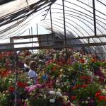 More than 130 baskets go out on June 1 in the City of Sequim. The flower basket program started in 1996 as a fundraiser for Sequim High Schools FFA and sponsorships support both the schools plant sale and Sequims downtown Christmas lights. Sequim Gazette photo by Matthew Nash