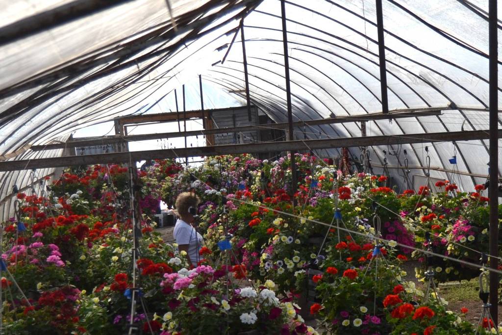 More than 130 baskets go out on June 1 in the City of Sequim. The flower basket program started in 1996 as a fundraiser for Sequim High Schools FFA and sponsorships support both the schools plant sale and Sequims downtown Christmas lights. Sequim Gazette photo by Matthew Nash