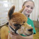Faern Tait of Port Angeles shows off Valentina, a 10-year-old alpaca, at the 2019 Clallam County Fair. Officials have cancelled the 2020 fair with Clallam County not likely able to host large gatherings by mid-August. Sequim Gazette file photo by Michael Dashiell