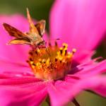 Get It Growing: Creating a pollinator garden