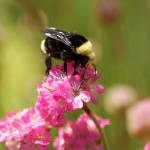 Encourage native bees  who do a disproportionate amount of pollinating trees, shrubs, ornamentals and food crops  by providing an attractive habitat in your home garden. Photo by Sandy Cortez