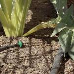 Get It Growing: Develop a watering plan? Consider drip irrigation