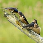 Barn Swallows nest in mud and grass nests under bridges and the eaves of buildings. Photo by Bob Boekelheide