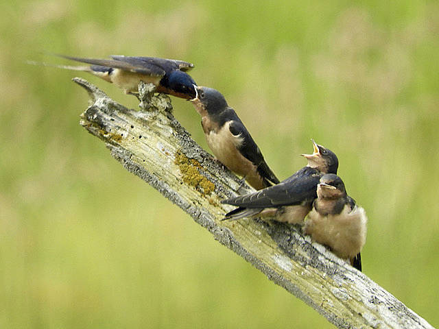 Barn Swallows nest in mud and grass nests under bridges and the eaves of buildings. Photo by Bob Boekelheide
